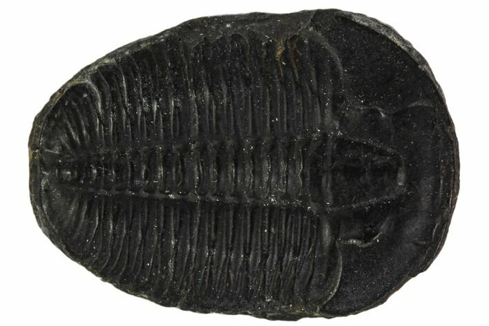 Elrathia Trilobite Fossil - Utah #108645